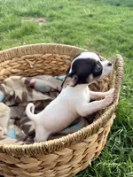 Female , a female Chihuahua for sale in Laura, OH – Photo 2 of 4