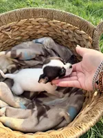 Female , a female Chihuahua for sale in Laura, OH – Photo 3 of 4