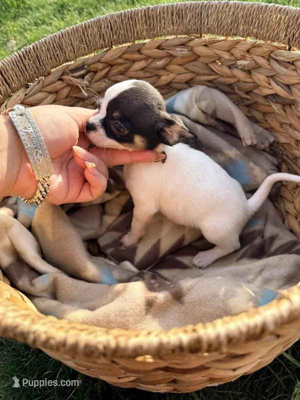 Female , a female Chihuahua for sale in Laura, OH – Photo 1 of 4
