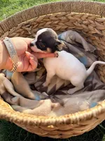 Female , a female Chihuahua for sale in Laura, OH – Photo 1 of 4