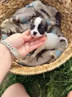 Female , a female Chihuahua for sale in Laura, OH – Photo 4 of 4