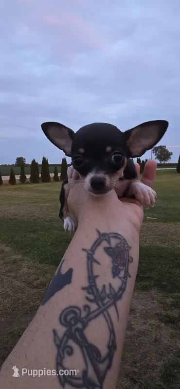 Male 2 – Chihuahua puppy for sale in Laura, OH