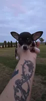 Male 2, a male Chihuahua for sale in Laura, OH – 1 of 2