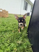 Female 2, a female Chihuahua for sale in Laura, OH – 3 of 4
