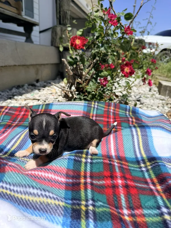 Female 1 – Chihuahua puppy for sale in Laura, OH