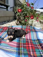 Female 1, a female Chihuahua for sale in Laura, OH – 1 of 5