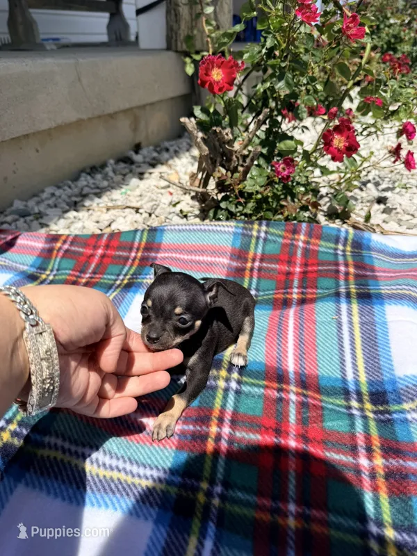 Female 2 – Chihuahua puppy for sale in Laura, OH