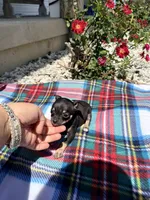 Female 2, a female Chihuahua for sale in Laura, OH – 1 of 5