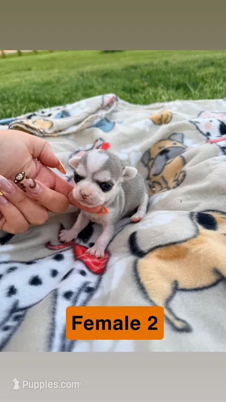 Litter 2 Female 1 – Chihuahua puppy for sale in Laura, OH