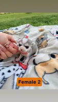Litter 2 Female 1, a female Chihuahua for sale in Laura, OH – Photo 1 of 2