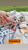 Litter 2 Female 1, a female Chihuahua for sale in Laura, OH – Photo 2 of 2
