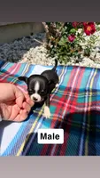 Litter 3 male 2, a male Chihuahua for sale in Laura, OH – 2 of 8