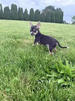 Male 2, a male Chihuahua for sale in Laura, OH – 2 of 2