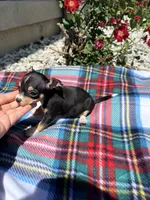 Female 1, a female Chihuahua for sale in Laura, OH – 2 of 5