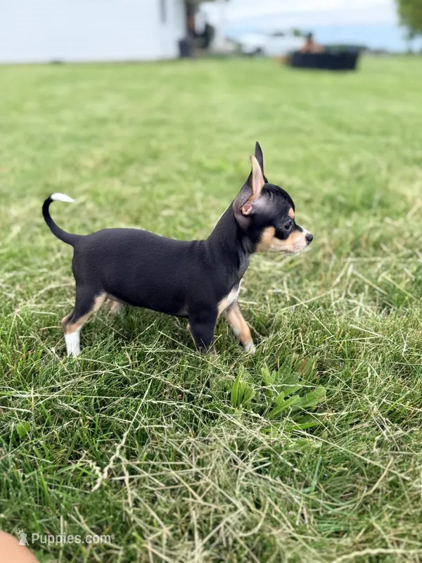Female 2 – Chihuahua puppy for sale in Laura, OH