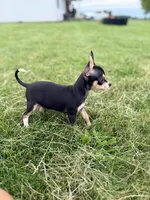 Female 2, a female Chihuahua for sale in Laura, OH – 1 of 4