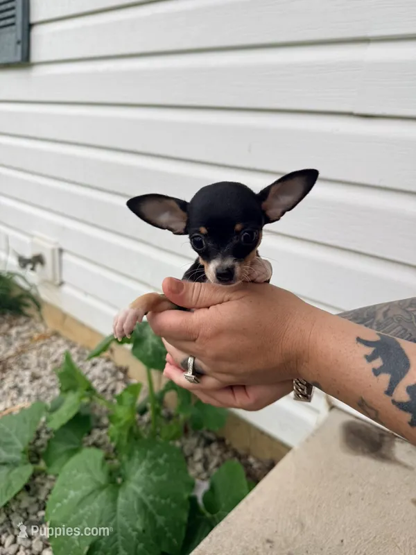 Male 2 – Chihuahua puppy for sale in Laura, OH