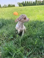 Female 1, a female Chihuahua for sale in Laura, OH – 2 of 2