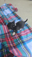 Litter 3 male 2, a male Chihuahua for sale in Laura, OH – 5 of 8