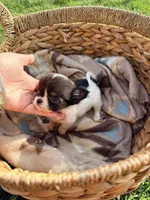Male, a male Chihuahua for sale in Laura, OH – Photo 5 of 5