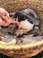 Male, a male Chihuahua for sale in Laura, OH – Photo 3 of 5