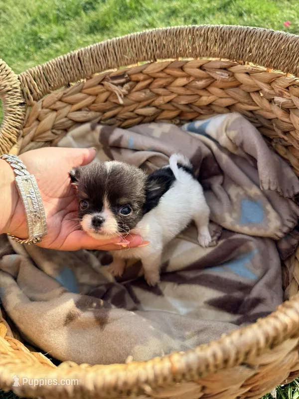 Male, a male Chihuahua for sale in Laura, OH – Photo 1 of 5