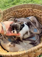 Male, a male Chihuahua for sale in Laura, OH – Photo 1 of 5