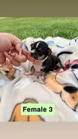 Female 3, a female Chihuahua for sale in Laura, OH – Photo 3 of 3