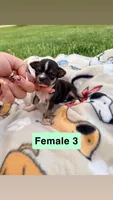 Female 3, a female Chihuahua for sale in Laura, OH – Photo 2 of 3