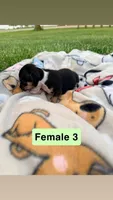 Female 3, a female Chihuahua for sale in Laura, OH – Photo 1 of 3