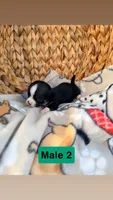 Litter 3 male 2, a male Chihuahua for sale in Laura, OH – Photo 2 of 3