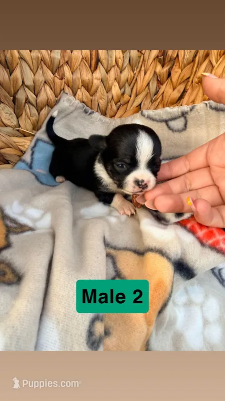 Litter 3 male 2 – Chihuahua puppy for sale in Laura, OH