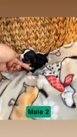 Litter 3 male 2, a male Chihuahua for sale in Laura, OH – Photo 3 of 3