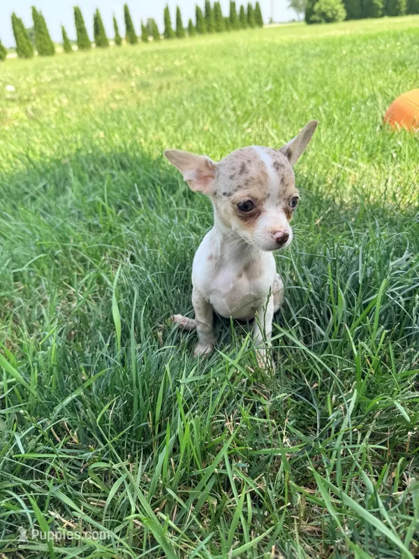 Female 1 – Chihuahua puppy for sale in Laura, OH