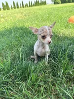 Female 1, a female Chihuahua for sale in Laura, OH – 1 of 2