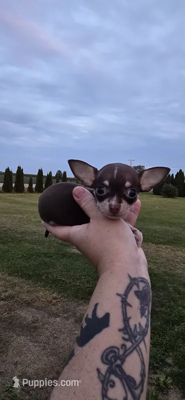 Male 1 – Chihuahua puppy for sale in Laura, OH