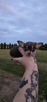 Male 1, a male Chihuahua for sale in Laura, OH – 1 of 2