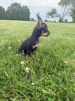 Female 1, a female Chihuahua for sale in Laura, OH – 2 of 4