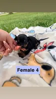 Female 4, a female Chihuahua for sale in Laura, OH – 1 of 3