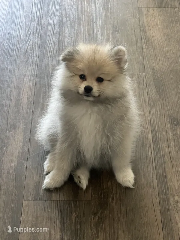 Puppy – Pomeranian puppy for sale in Hayward, CA