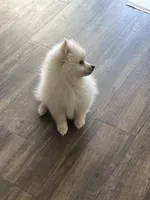Puppy, a male Pomeranian for sale in Hayward, CA – 2 of 2