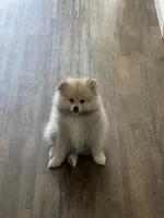 Puppy, a male Pomeranian for sale in Hayward, CA – 2 of 2