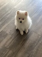 Puppy, a male Pomeranian for sale in Hayward, CA – 1 of 2