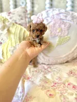 Posey, a female Maltipoo for sale in Wildomar, CA – 1 of 2