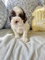 Grayson, a male Cockapoo for sale in Wildomar, CA – 2 of 3