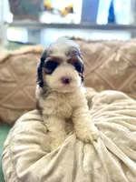 Olive, a female Cockapoo and Poodle - Miniature  for sale in Wildomar, CA – 4 of 4