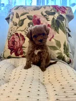 Pumpkin , a female Maltipoo and Poodle - Toy  for sale in Wildomar, CA – 2 of 2