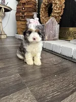 Olive, a female Cockapoo and Poodle - Miniature  for sale in Wildomar, CA – 2 of 4