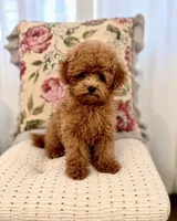 Winnie , a male Maltipoo and Poodle - Toy  for sale in Wildomar, CA – 1 of 2