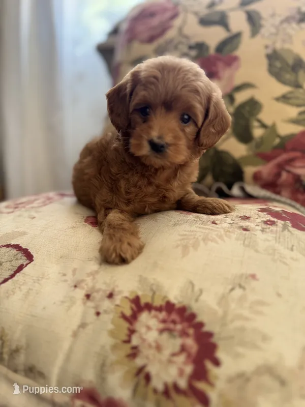 Rocco  – Maltipoo puppy for sale in Wildomar, CA